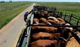 В Россельхознадзоре предложили ужесточить наказание за скот без документов